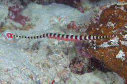 Image of banded pipefish