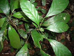 Image of Kola nut