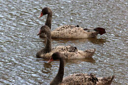 Image of Black Swan