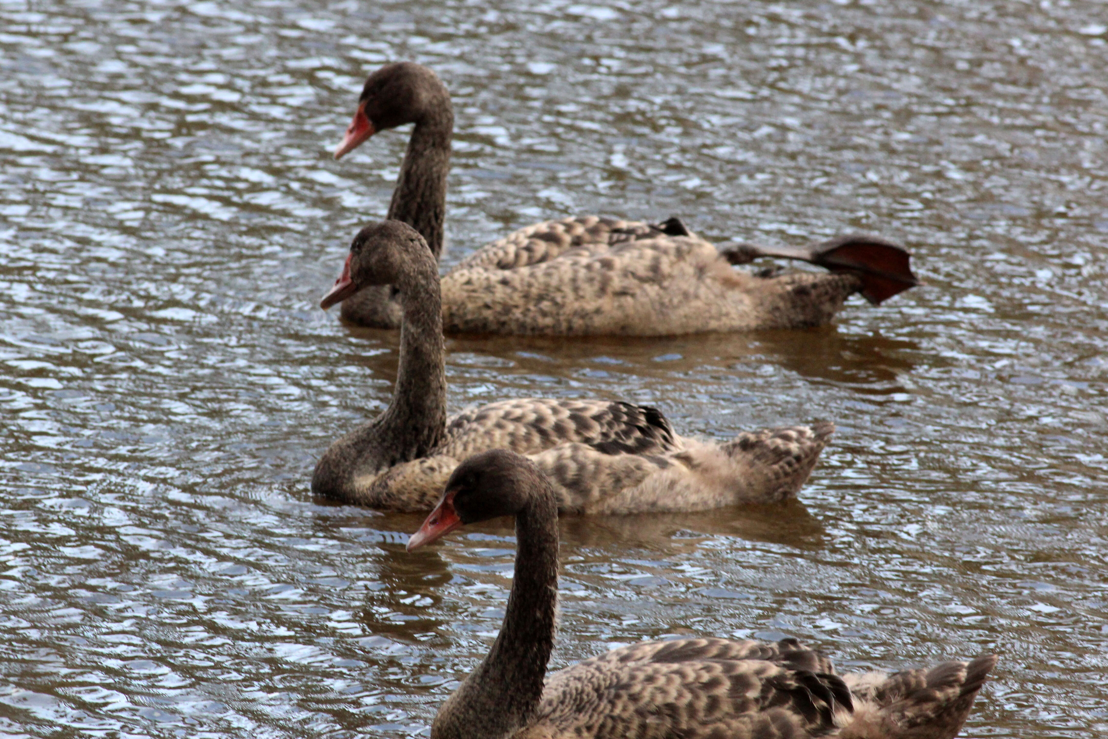 Image of Black Swan