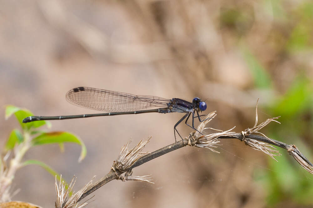 Image of Dusky Dancer