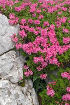 Image of Hairy Alpenrose