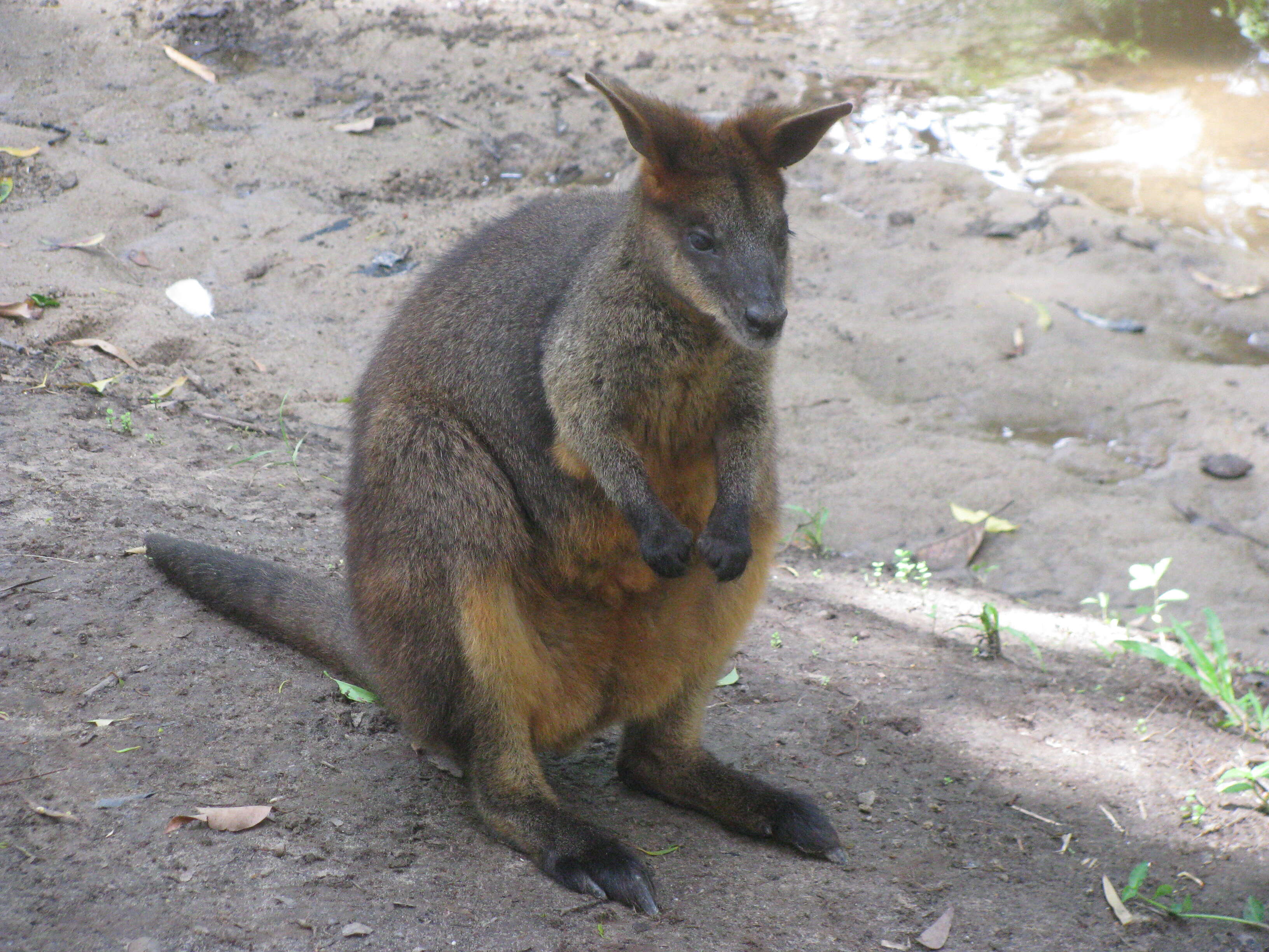 Image of Black-flanked Rock Wallaby