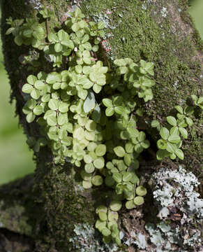 Image of acorn peperomia