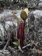 Image of Cattleya elongata Barb. Rodr.