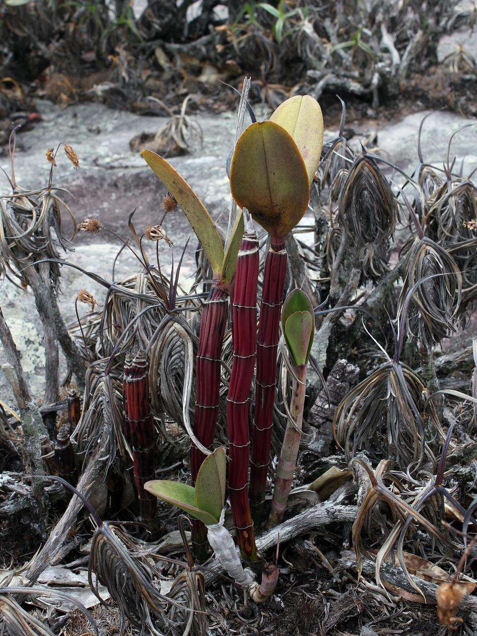 صورة Cattleya elongata Barb. Rodr.