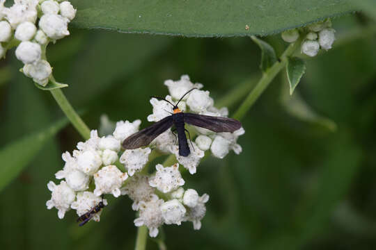 Image of Grapeleaf Skeletonizer