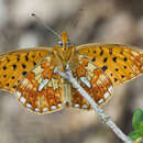 Image of Boloria euphrosyne