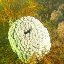 Image of Wandering anemone