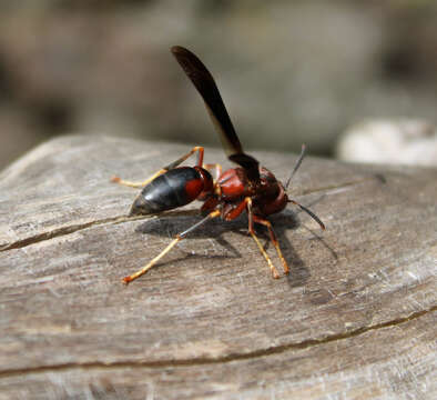 Image of Polistes