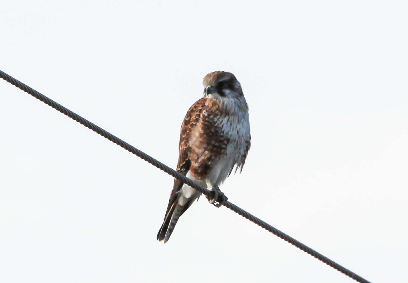 Image of Australian Kestrel