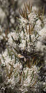 Image of Hakea microcarpa R. Br.