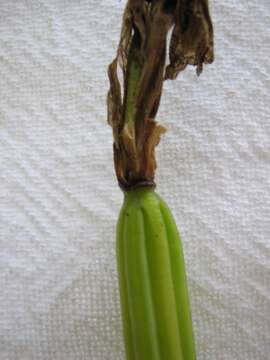 Image of Sobralia liliastrum Lindl.