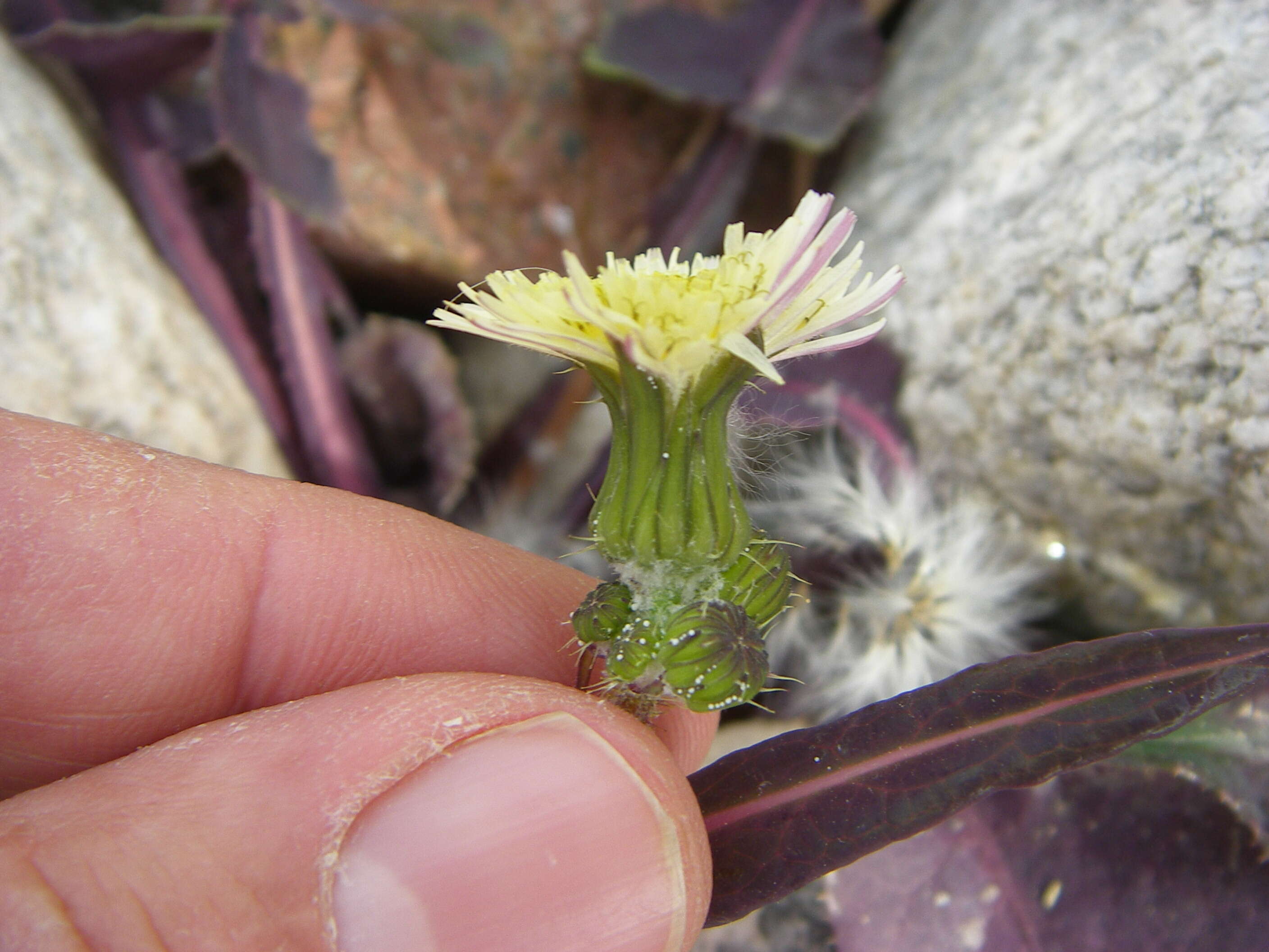 Image of sowthistle