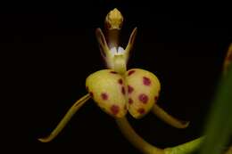 Image of renanthera