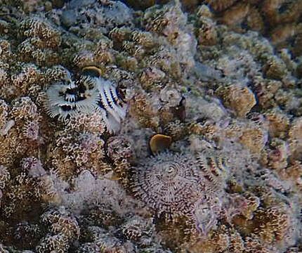 Image of calcareous tubeworms