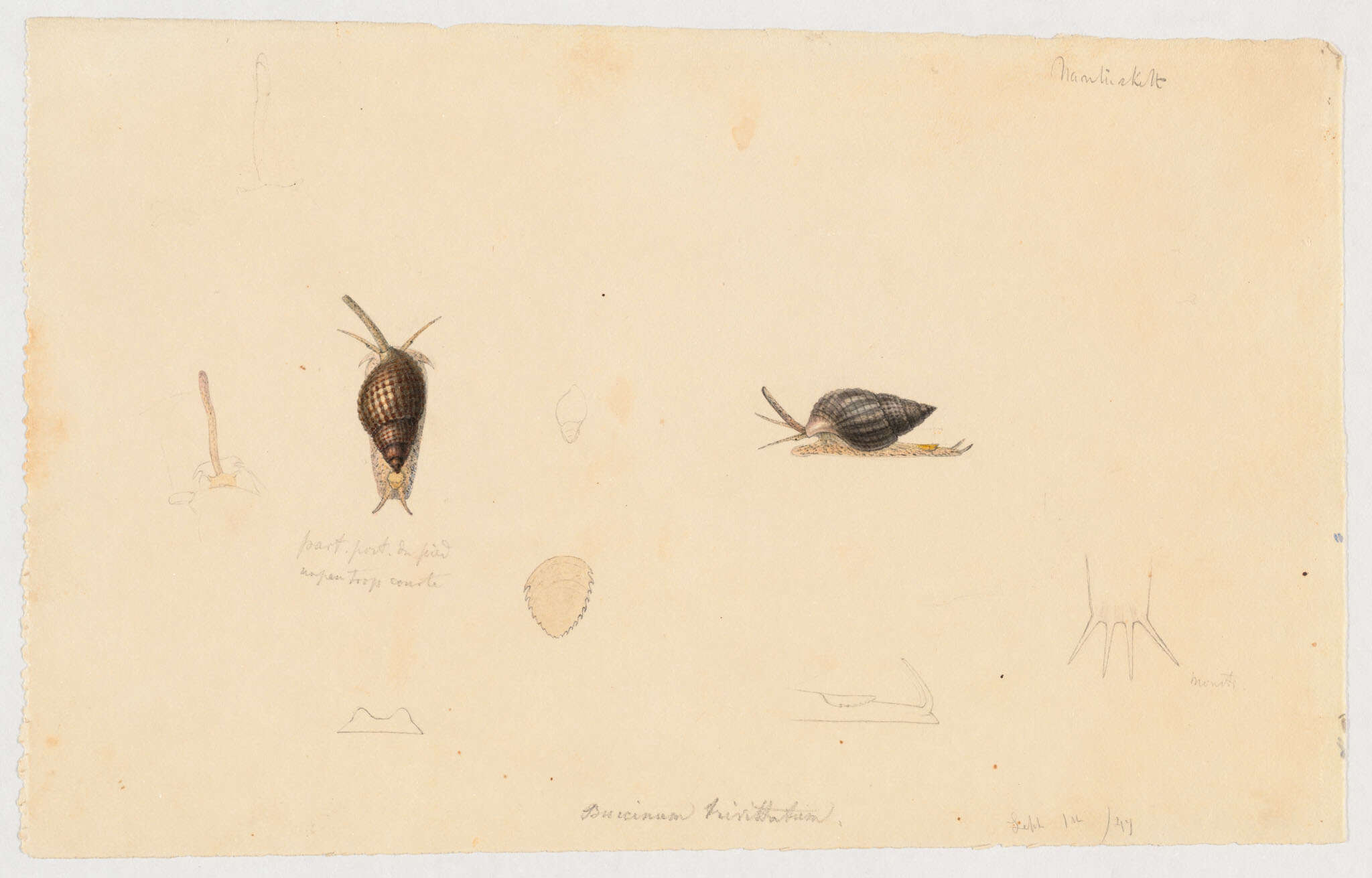 Image of Buccinum Linnaeus 1758