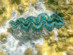 Image of Giant Clam