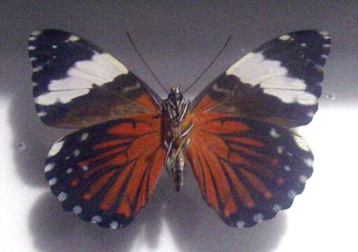 صورة Hamadryas amphinome Linnaeus 1767