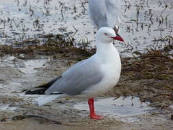 Image of Hooded gulls