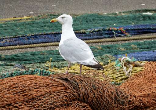 Image of European Herring Gull