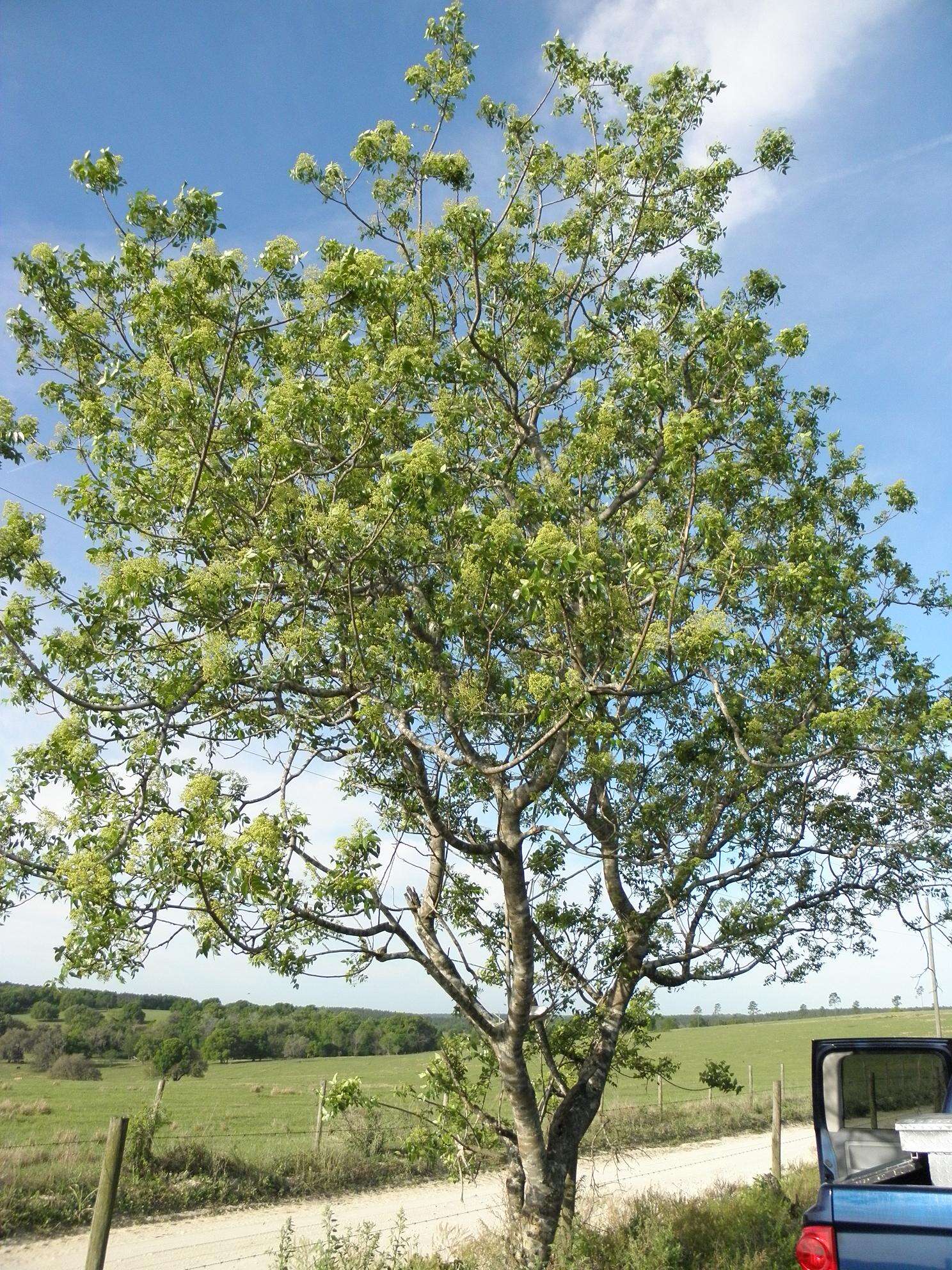 Image of Prickly-ash