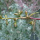 Image de Eucalyptus viminalis subsp. viminalis