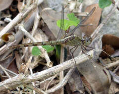 Image of Band-winged Dragonlet