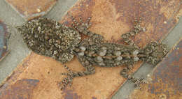 Image of Leaf-tailed Geckos