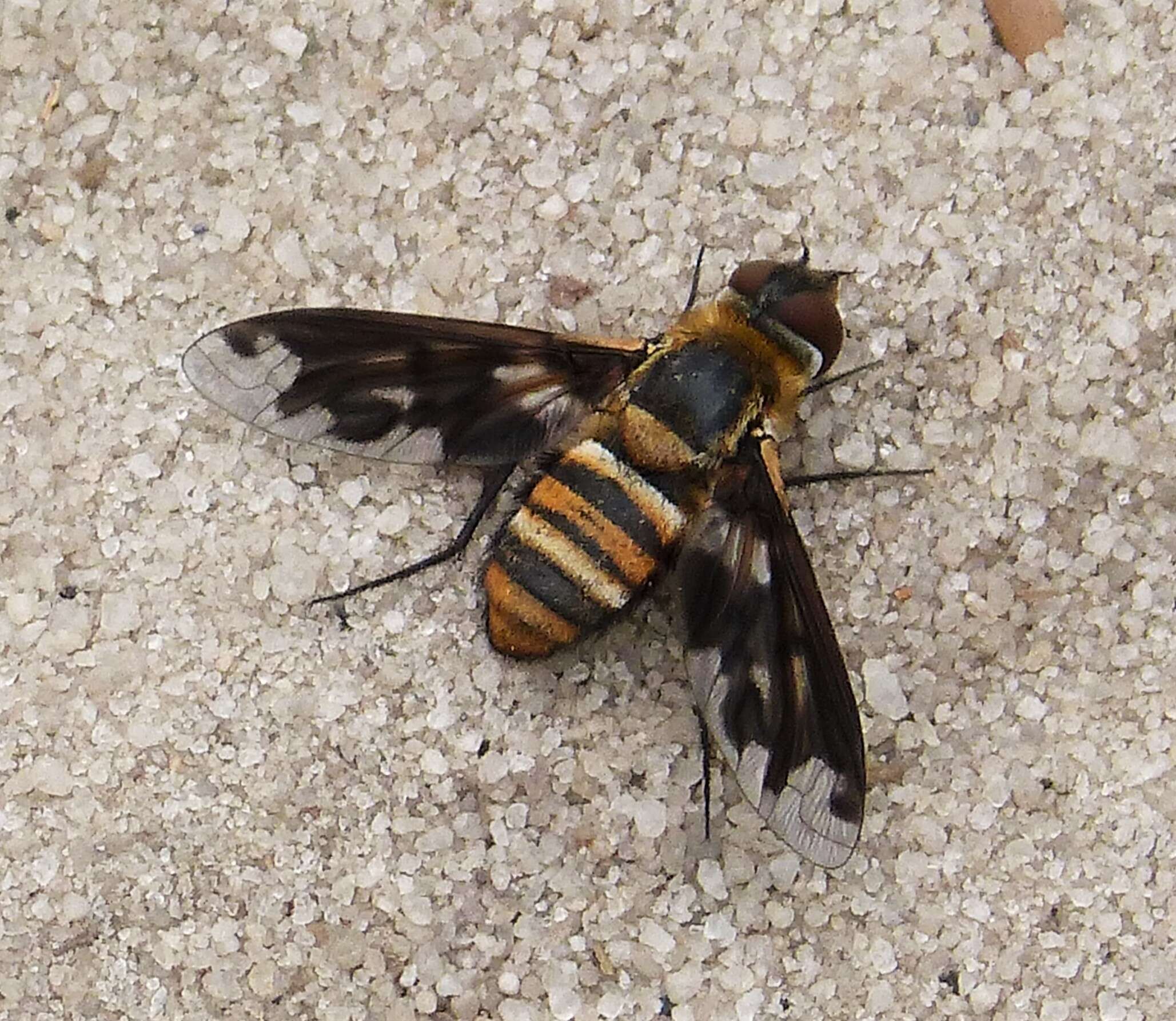 Image of Band-winged Bee Fly