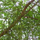 Image of Viscum orientale Willd.