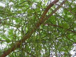 Image of Viscum orientale Willd.