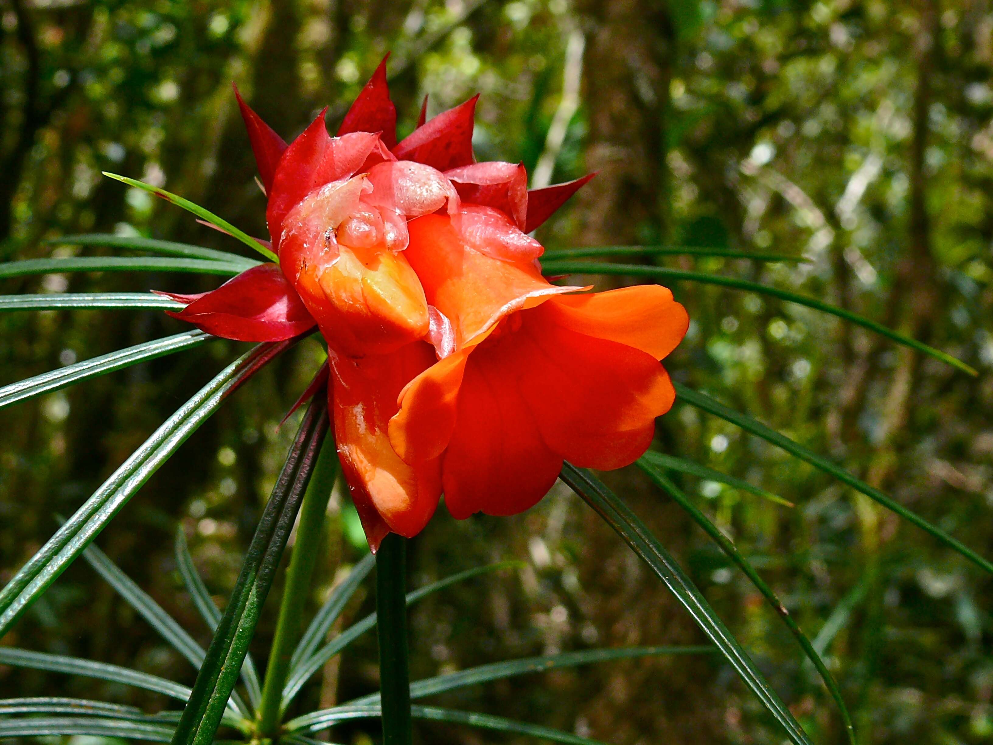 صورة Rhododendron stenophyllum Hook. fil. ex Beccari