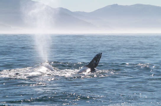 Image of gray whales