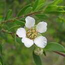 Sivun Leptospermum trinervium (Smith) J. Thompson kuva