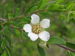 Sivun Leptospermum trinervium (Smith) J. Thompson kuva