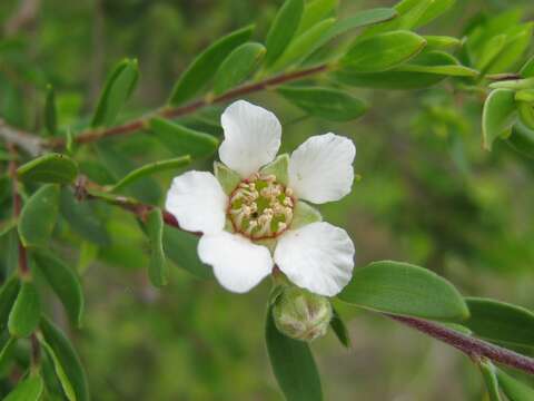 Sivun Leptospermum trinervium (Smith) J. Thompson kuva