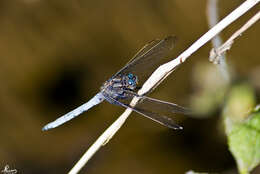 Image of Skimmers (Dragonflies)