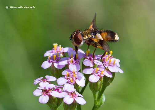 Image de Ectophasia crassipennis (Fabricius 1794)