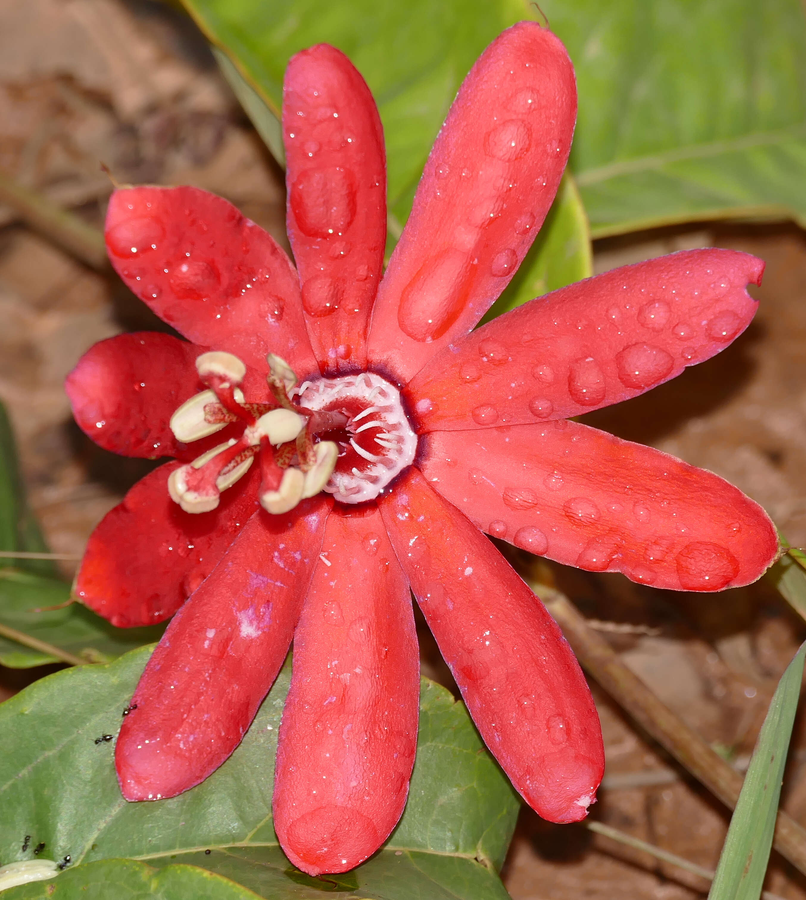 Sivun Passiflora glandulosa Cav. kuva