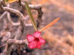 Image de Adenium obesum (Forsk.) Roem. & Schult.