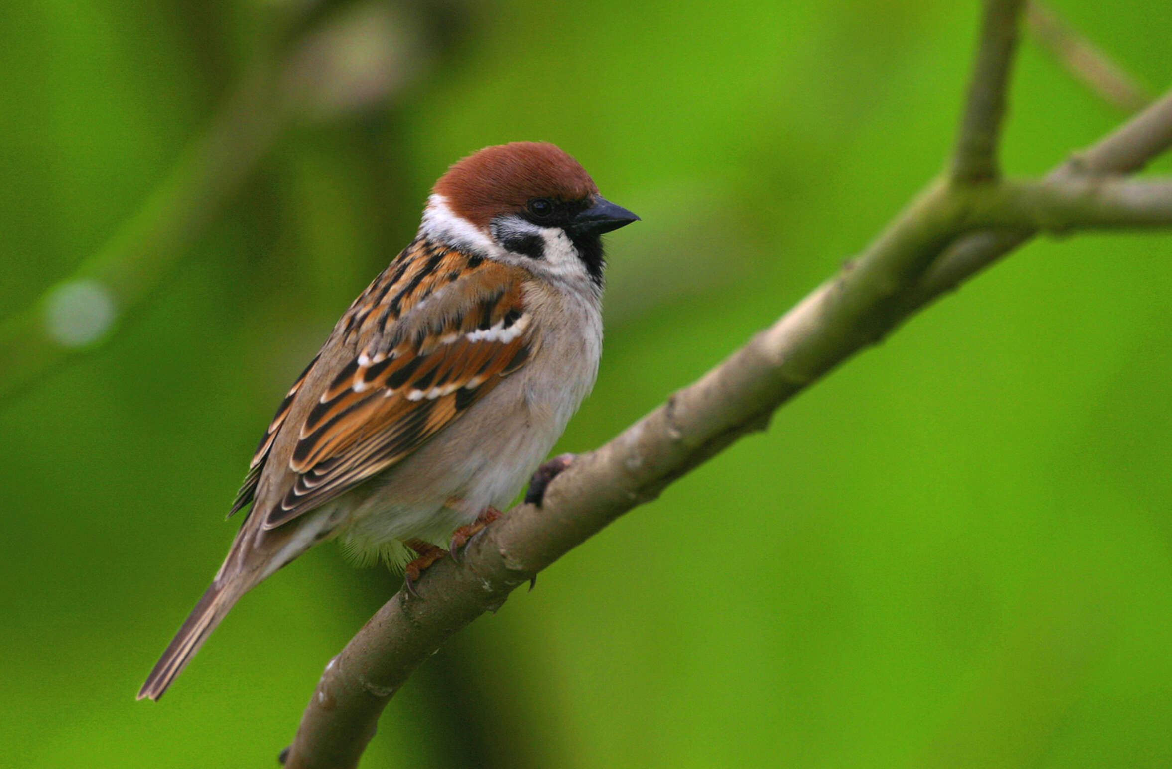 Image of Eurasian Tree Sparrow