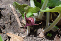 Image of Wild ginger