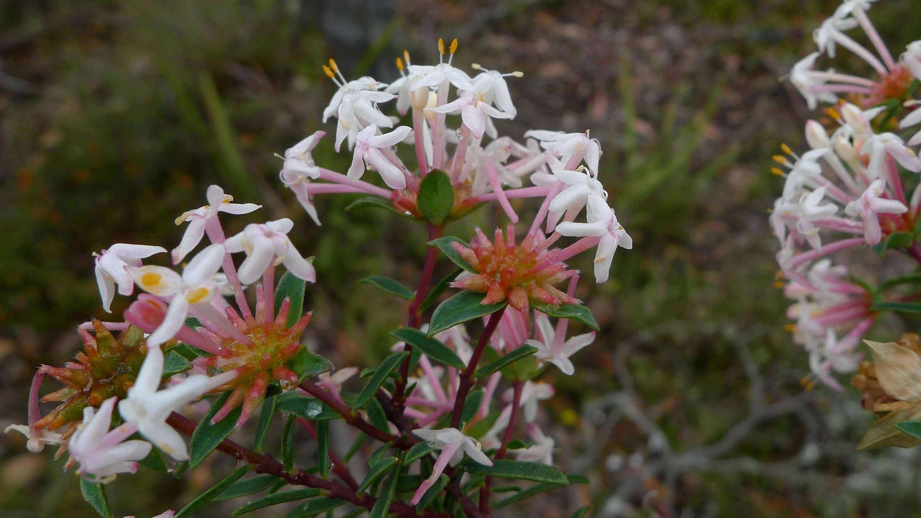 Image of Pimelea linifolia Sm.