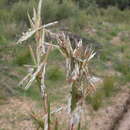 Image of Silky Heads