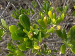 Image of seaside tansy