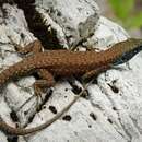 Image of Blue-throated Keeled Lizard