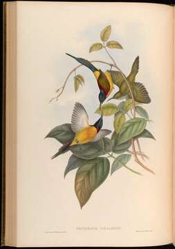 Image of Green-tailed Sunbird