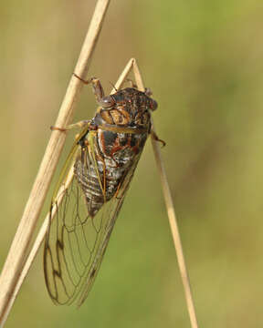 Image de Diceroprocta olympusa (Walker & F. 1850)