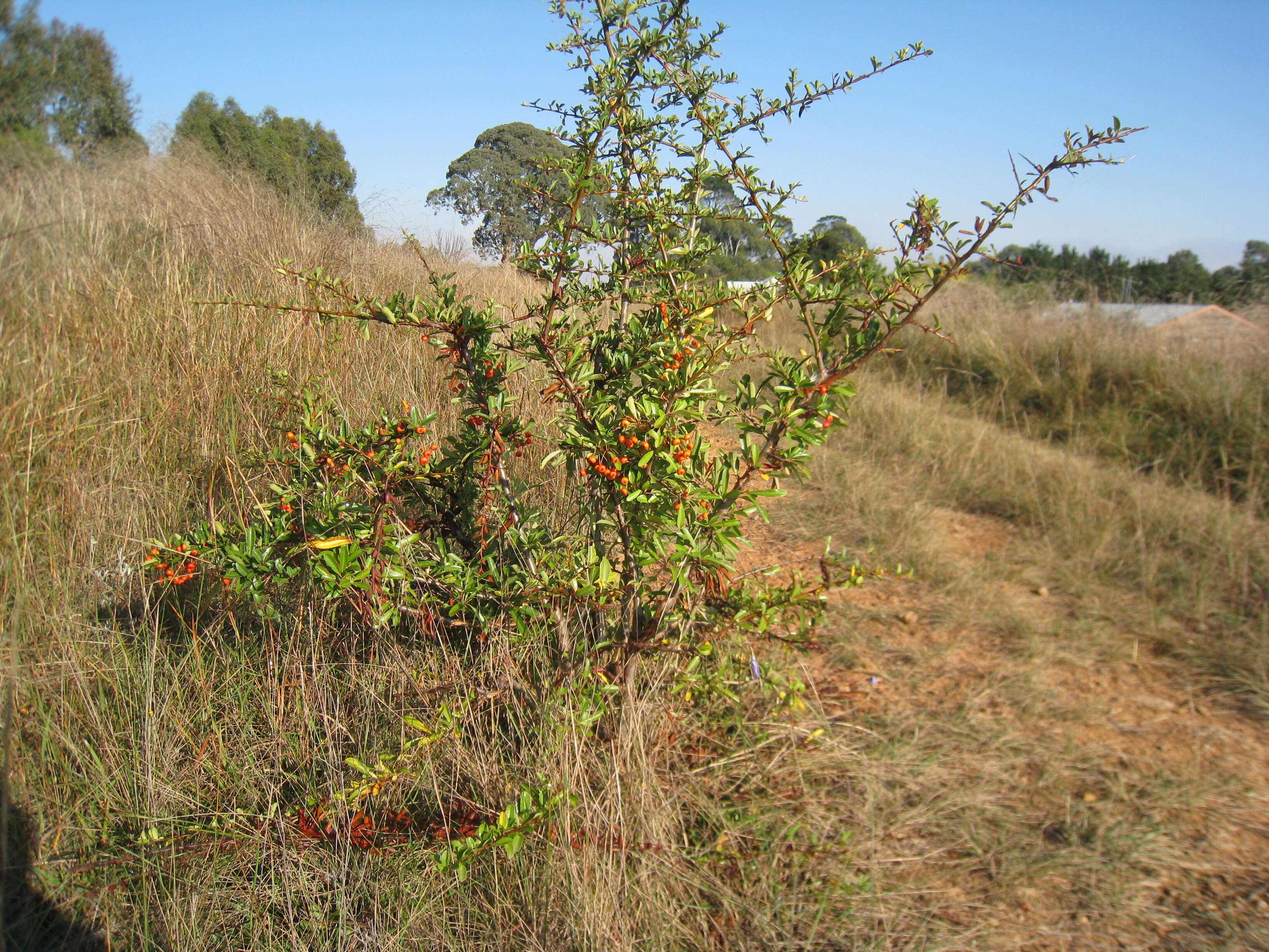 Image de Buisson ardent